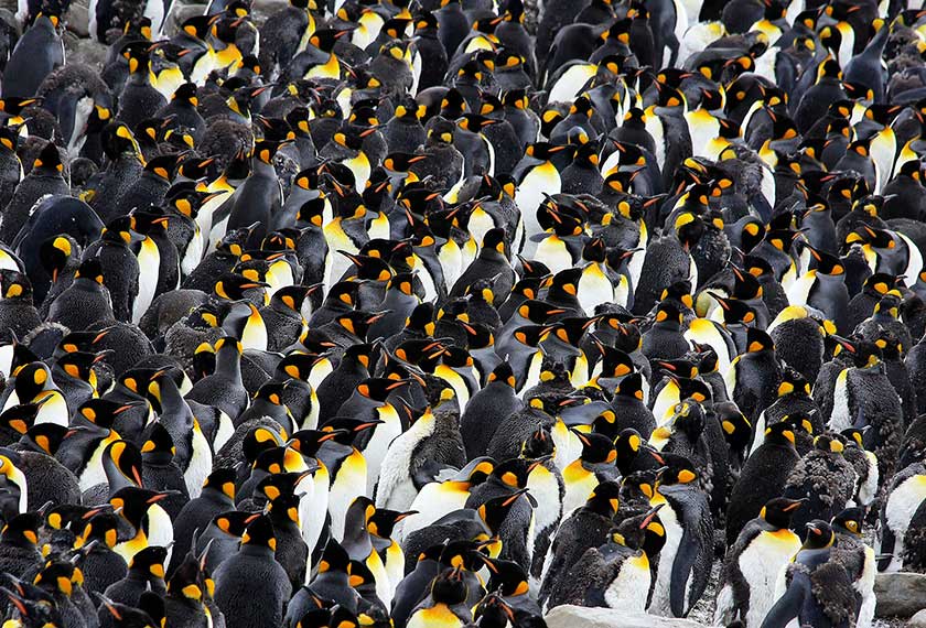En busca del Pingüino Emperador en Snow Hill en el M/V Ortelius